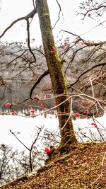 Close-up of bare tree in winter