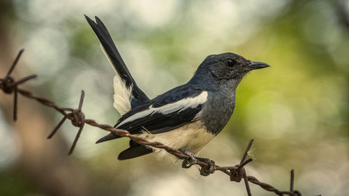Close-up of bird perching on branch