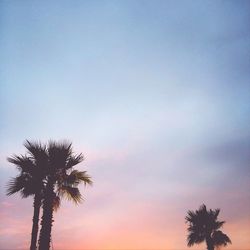 Low angle view of palm trees against sky