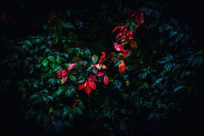 Red flowers at night