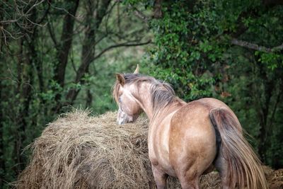 Horse in a forest