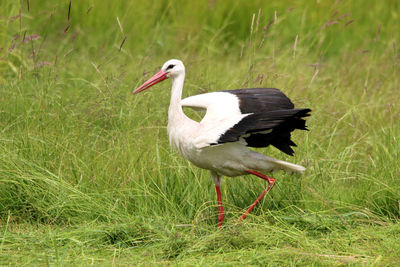 Side view of stork perching on grass