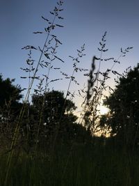 Birds flying against sky