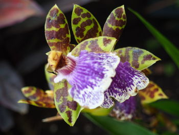 Close-up of purple flowering plant