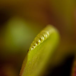 Macro shot of green leaf