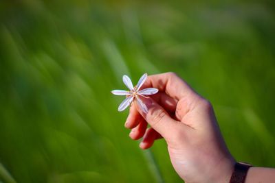 Close-up of hand holding red flower