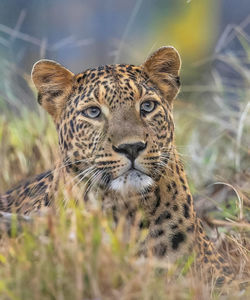 animal