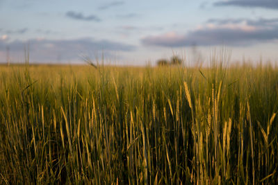 View of stalks in field against cloudy sky