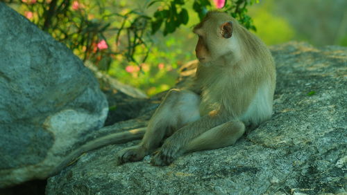 Monkey sitting on rock