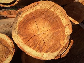 High angle view of cross section of tree trunk outdoors