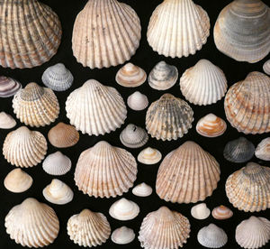 Full frame shot of seashells arranged against black background