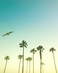 Low angle view of bird flying against clear sky