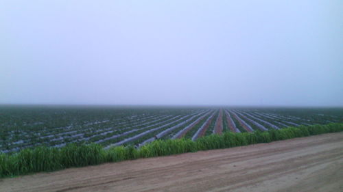 Scenic view of field against clear sky