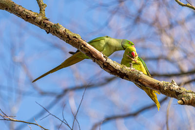 Low angle view of bird perching on tree