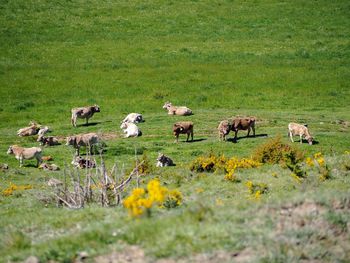 Flock of sheep grazing in pasture