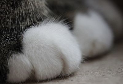 Close-up of cat sleeping
