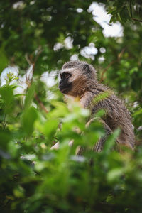 Close-up of monkey on tree