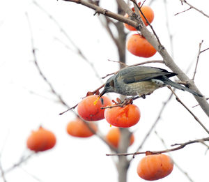 Close-up of orange fruit on tree