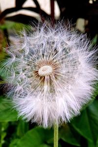 Close-up of dandelion flower