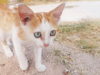 Close-up portrait of ginger