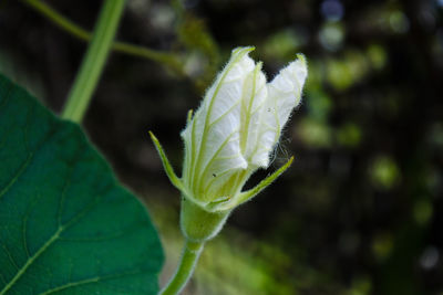 Close-up of green plant