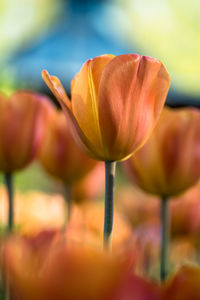 Close-up of tulip lily