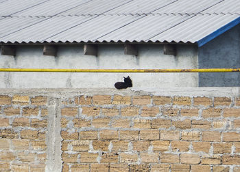 Bird perching on wall of building