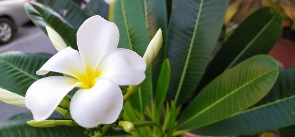 Close-up of white flowering plant