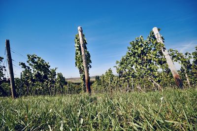 Plants growing on field against clear sky