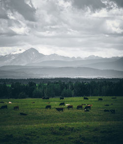 Scenic view of grassy field against sky