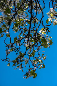 Low angle view of flower tree against blue sky