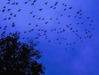 Low angle view of birds flying in the sky