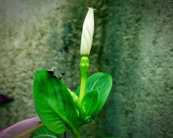 Close-up of green plant against wall