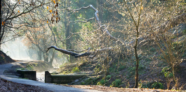 View of bare trees in forest