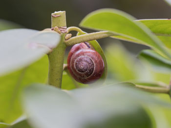 Close-up of snail on plant