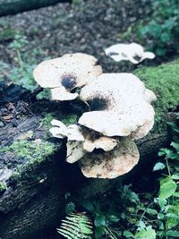 High angle view of mushrooms growing on field