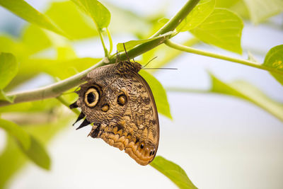 Close-up of butterfly on leaf