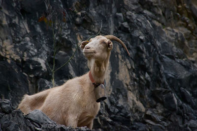 View of a goat  on rock