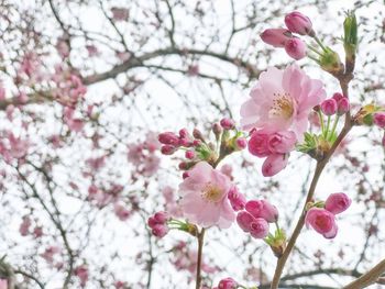 Low angle view of pink cherry blossoms in spring