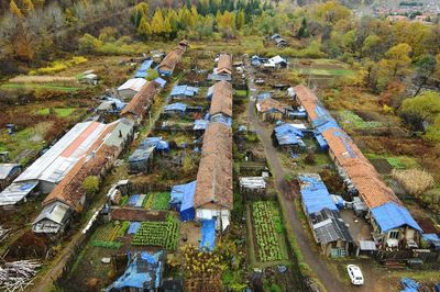 Aerial view of trees