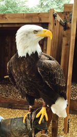 Close-up of eagle perching on floor