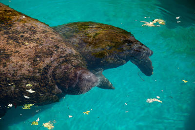 Fish swimming in sea