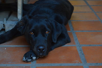 High angle portrait of black dog relaxing on floor