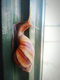 Close-up of snail on window