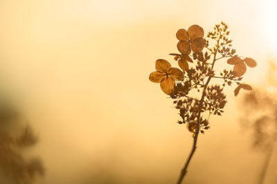 Close-up of flower tree against sky