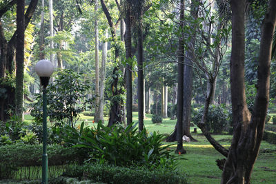 Trees in forest