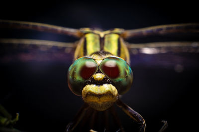 Close-up of water drop on black background