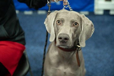 Close-up portrait of dog looking at camera