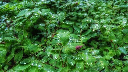 Full frame shot of green leaves