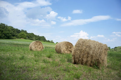 Hay and straw packs wrapped in a net